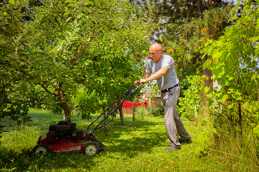 Gardener is cutting grass in his yard with motor lawn mower among fruit trees.