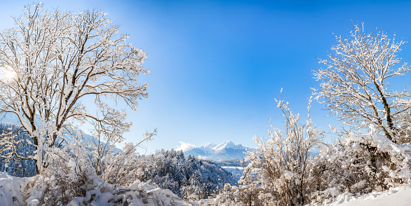 Some snow-covered trees against a blue sky with a trail in the background