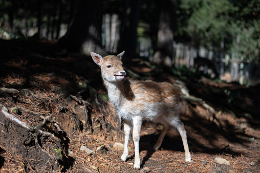 Photograph of a small deer with a branch in its mouth in the parc animalier des Angles in Capcir