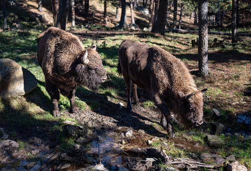 Pair of Bison in the forest in the parc animalier des Angles in Capcir