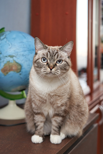 A grey cat's solemn gaze meets a globe, hinting at a cat's deep contemplation of global matters, creating a visually intriguing and meaningful composition. It's almost as if the cat is a worldly scholar, delving into the complexities of geography and culture. High quality photo