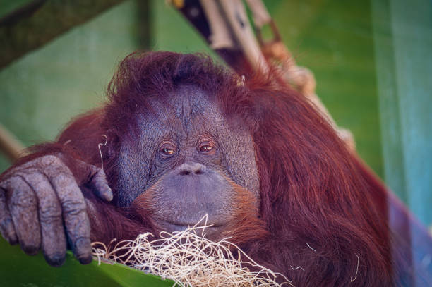 Portrait of a grimacing male Sumatran orangutan (Pongo abelii).