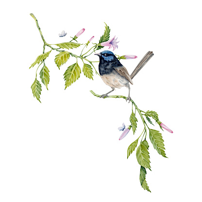 Watercolor composition with a fairy wren bird on green branch. Hand painted element isolated on white background. Floral hibiscus tea, syrup, cosmetics, beauty, fashion prints, designs