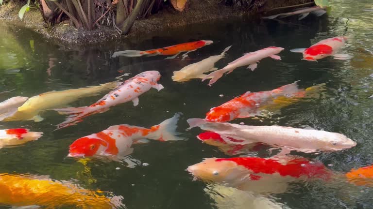 Carps crowd the pond relaxingly.