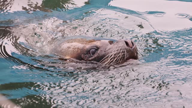 A sea otter swimming leisurely in the water
