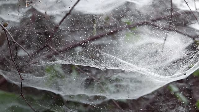 Dew Drops or Waterdrops on Spider Web or Cobweb