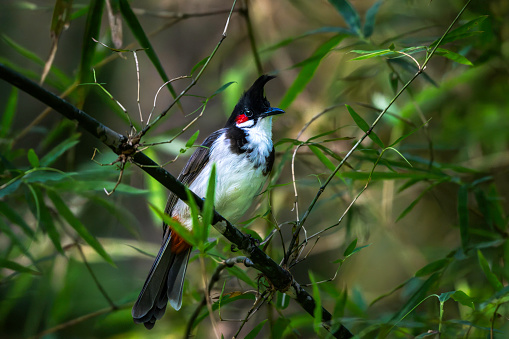 A red-whiskered bulbul on a tree branch in Thattekad, Kerala, India