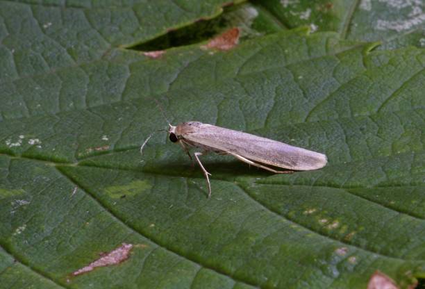 istock PIGMY FOOTMAN moth (Eilema pygmaeola pygmaeola) 2062753469