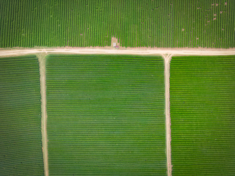 An aerial view of a tea plantation in Vietnam's Moc Chau region.