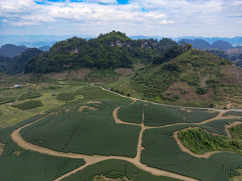 An aerial view of a tea plantation in Vietnam's Moc Chau region.