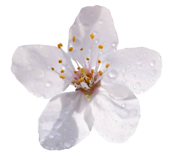 istock Spring Cherry blossoming with rain drops,Isolated Single White sakura flowers 2062767338