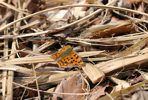 Comma Butterfly\n(Kitateha) on dry grass in warm early spring (Outdoor field, closeup macro photography)