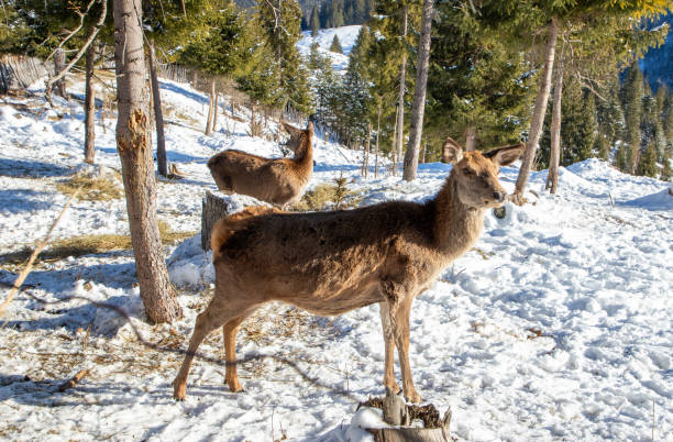 Carpathian deer in the Darmoxa reserve - Romania