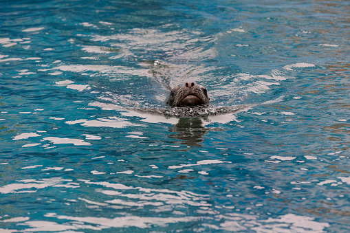 South American Sea Lion swims toward the front with its face to the surface of the water