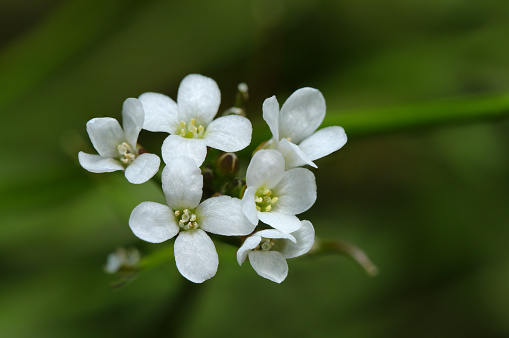 Cute white flowers of Tanetsukebana (Cardamine occulta. Natural+flash light, macro close-up photography)