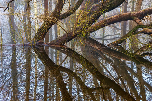 istock Spring flooding in the park. Trees in the water. 2062774340