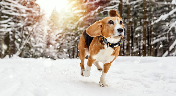 Beagle Dog Running in winter snowy park towards the camera at sunset