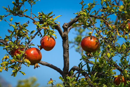 Close-up of beautiful ripe pomegranates on a tree against a blue sky on a sunny day.