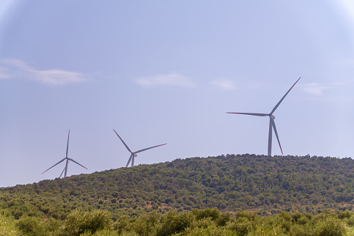 Hills planted with olive trees against the background of wind turbines on the mountain on a sunny day.