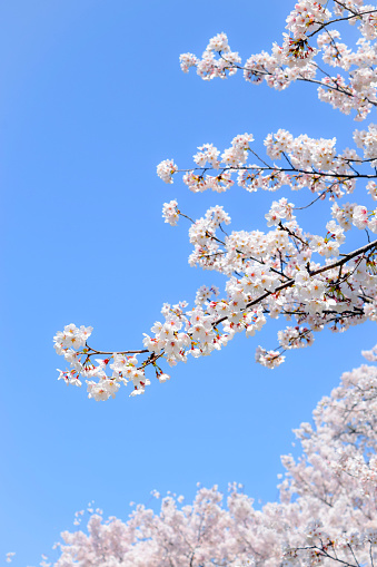 sakura flower and blue sky.
cherry blossom tree.