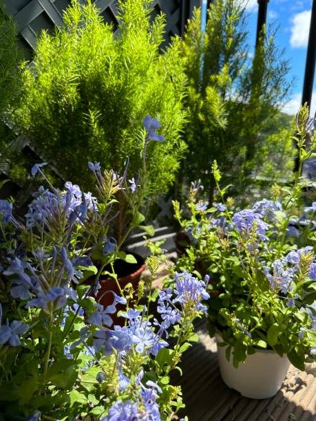 istock several potted plants with blue flowers are on a deck 2062782949