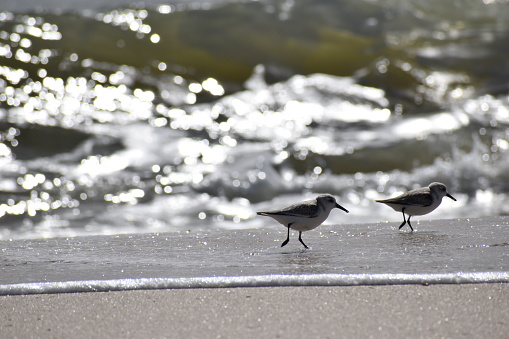 Birds walking on the seashore near the ocean and water