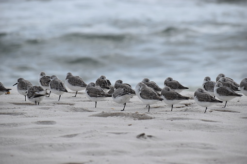 Tiny birds perched on sandy beach by the ocean shore