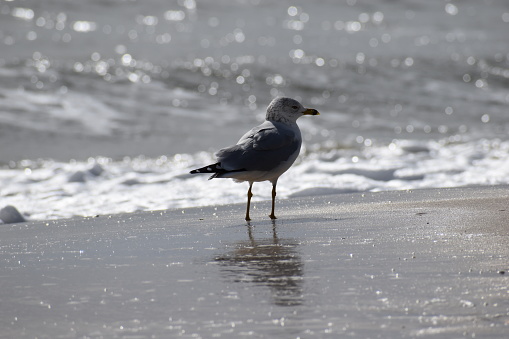 A bird perched on the shore as the tide approaches