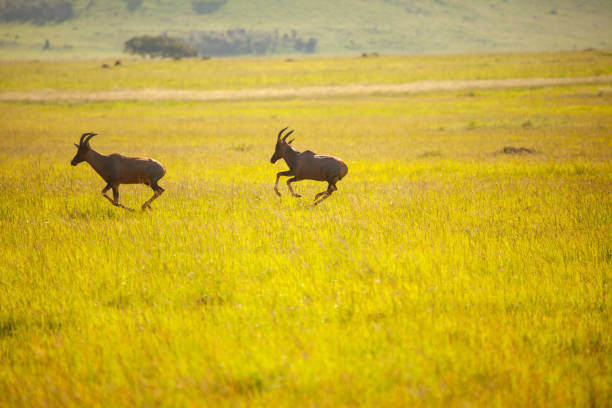 Topi antelopes peacefully resting and grazing in the african savanna under the warm sun, with a stunning backdrop of tanzania's serengeti national park