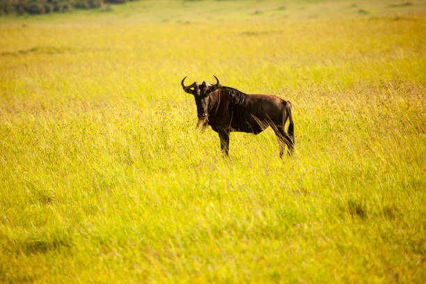 Lone wildebeest buffalo standing in a sunlit savannah with tall golden grass, depicting wildlife in a natural habitat.