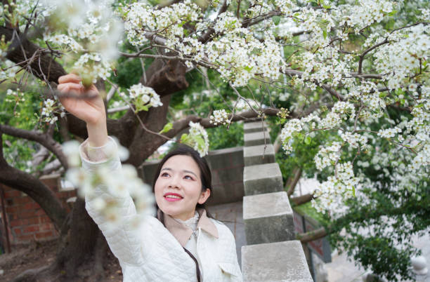 Asian woman picking pear blossoms