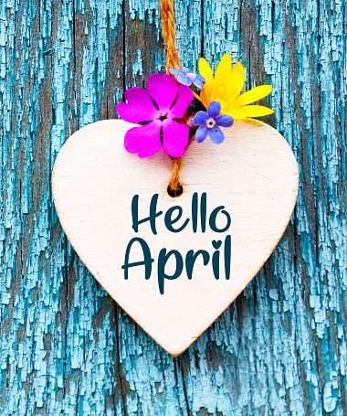 Hello April greeting card with decorative white heart and first spring flowers on old blue wooden background.Springtime concept.