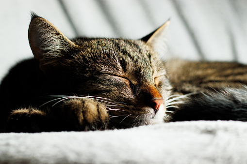 Close up of a grey, tabby cat, sleeping peacefully on a fluffy blanket