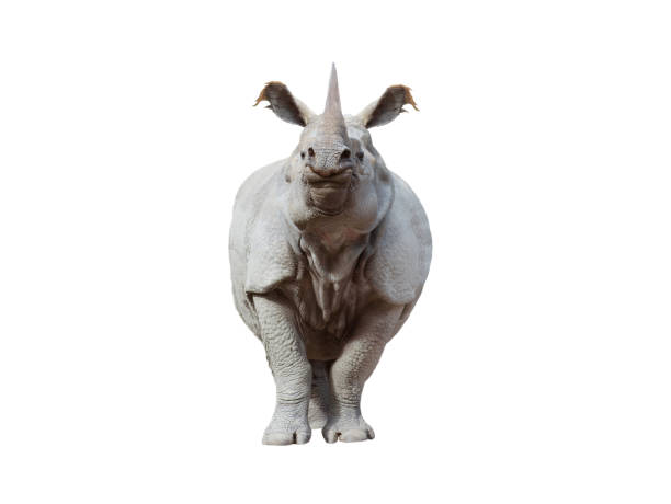 istock rhinoceros isolated on white background 2062819130