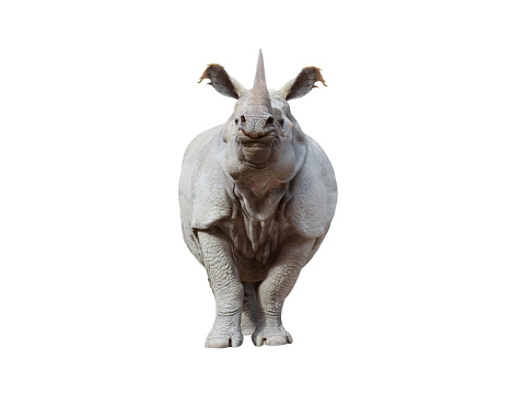 rhinoceros isolated on white background