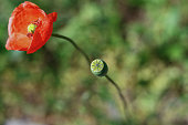 Two poppy flower plants growing in the garden. Green grass in the blurred background. Blooming poppy flower and green seed pod.  Copy Space. Side view. Selective focus. Bokeh effect.