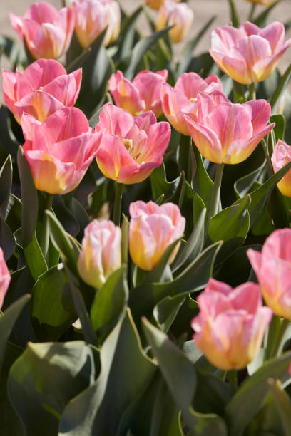 istock Tulip Tom Pouce flowers and field in spring 2062826213