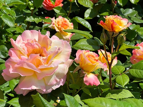 Rose beautiful flowers blooms pink yellow petals.