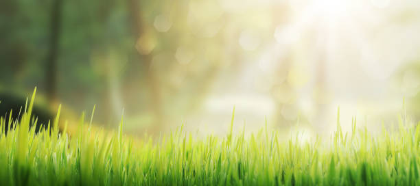 istock Grassland at summer and sun shining background 2062829582