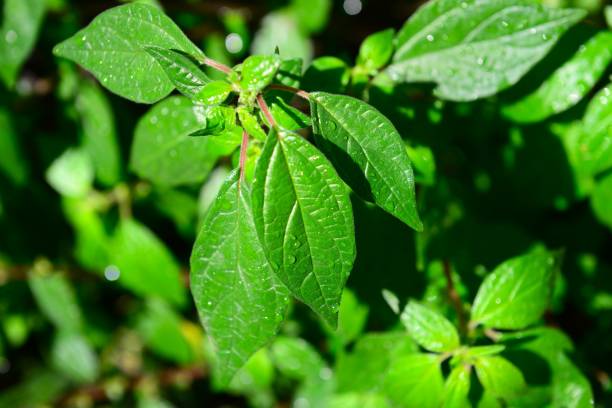 istock green plants on the roadside 2062834341