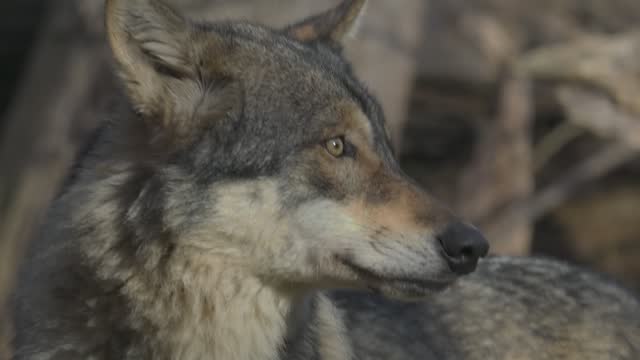Closeup slow-motion of a wolf looking around in its territory on sunny day