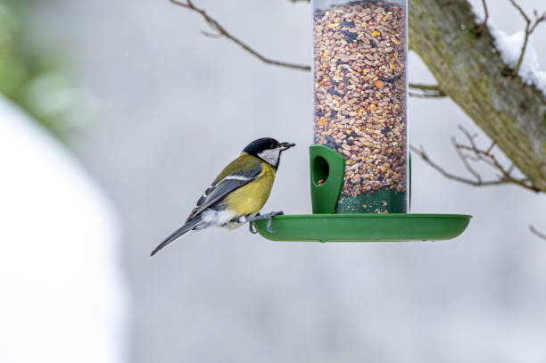 istock Closeup of a great tit perched on a bird feeder 2062842404