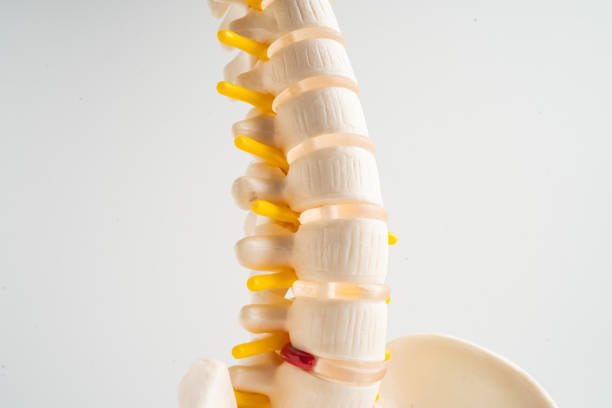 A female doctor examining a spinal model, focusing intently on it in a close-up.