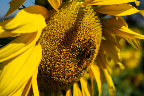 A closeup of sunflower basking in sunlight in a field
