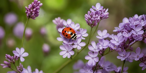 A lone ladybug embarks on a fragrant voyage across lilac blossoms