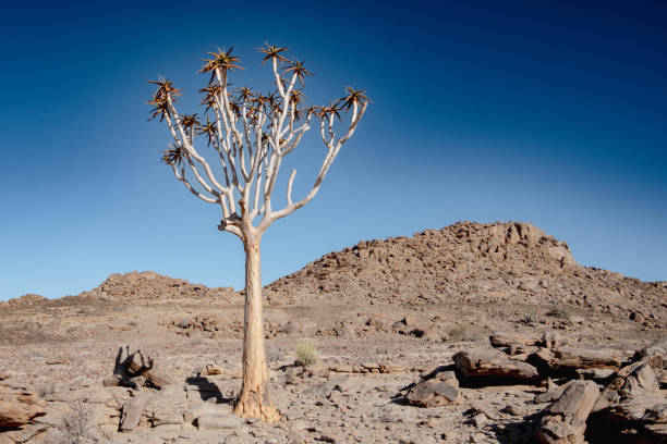 Towering quiver trees (Aloidendron dichotomum) bask in the warm glow of the setting sun in southern Namibia. Their distinctive branches and textured trunks create striking silhouettes against the clear evening sky.