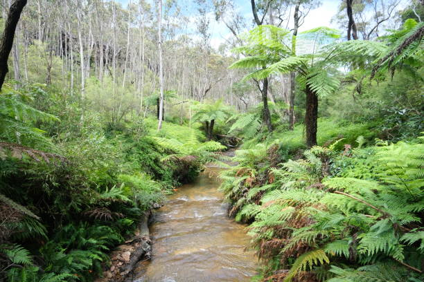 istock River in Blue Mountain National Park 2062874369