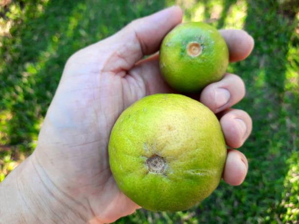 istock Hand holding 2 Lemons (big and small) - green background. 2062875583