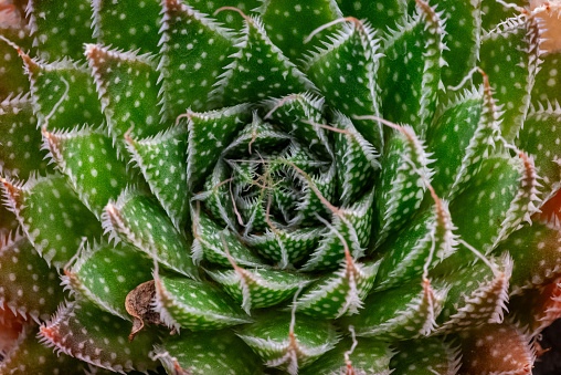 A closeup view of a thorny succulent plant