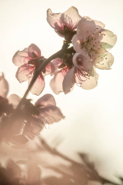 istock Close-up of fragile blossoms on a tree limb. 2062884177